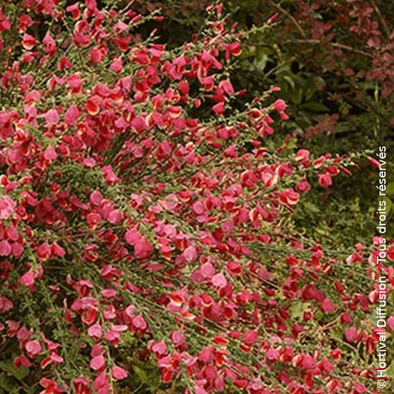 Genêt à balais Boskoop Ruby - SILENCE, ça pousse !, Cytisus