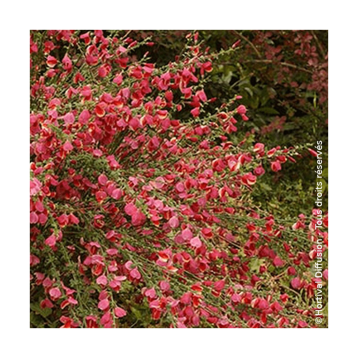 Genêt à balais Boskoop Ruby - SILENCE, ça pousse !, Cytisus