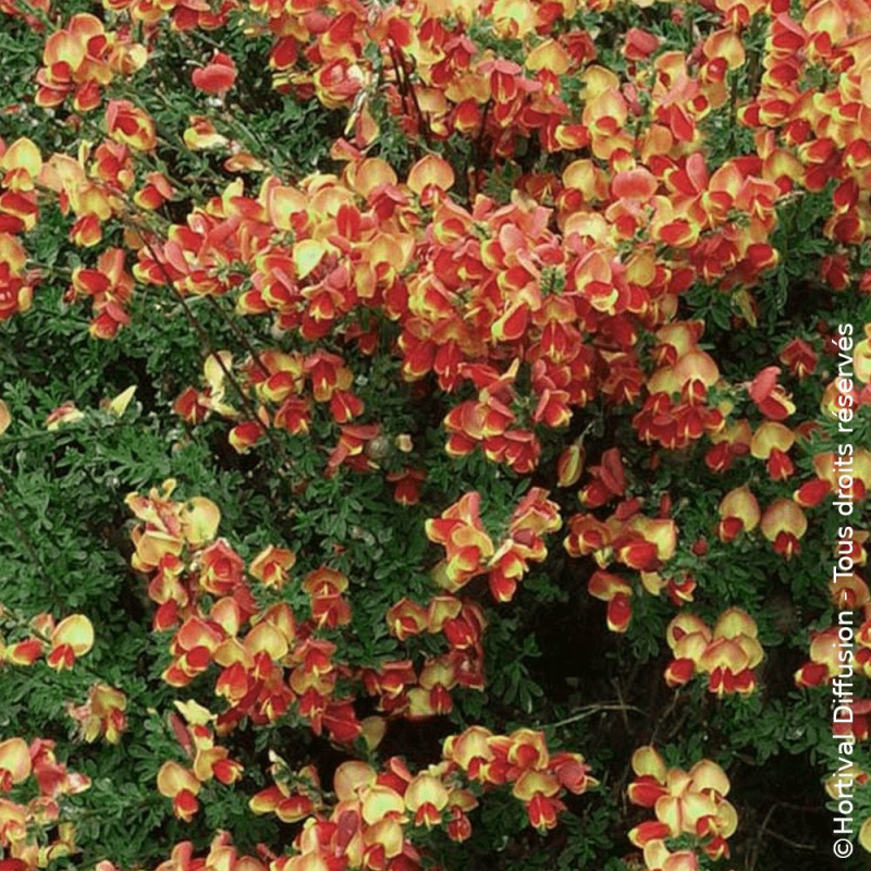 Genêt à balais Goldfinch - SILENCE, ça pousse !, Cytisus