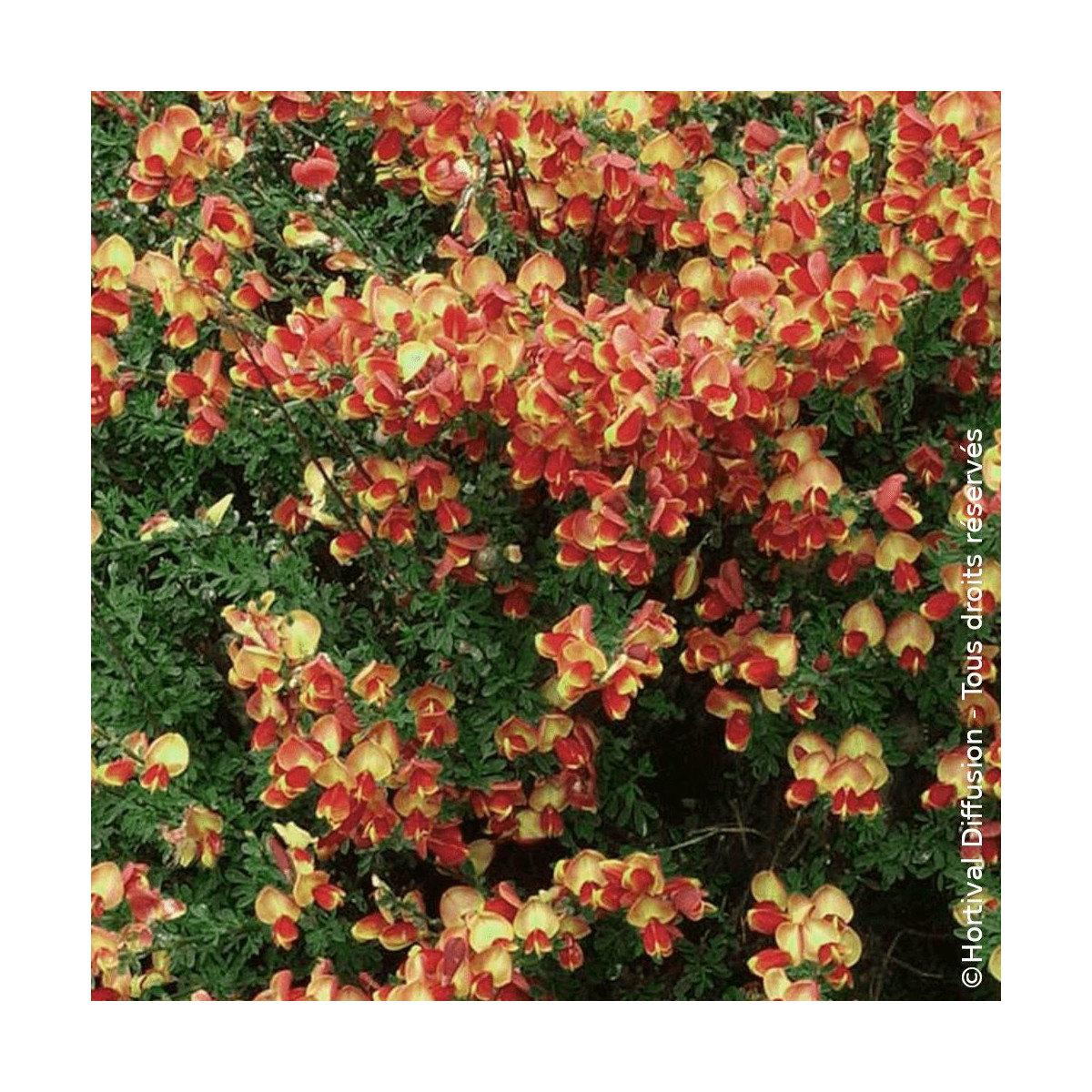 Genêt à balais Goldfinch - SILENCE, ça pousse !, Cytisus