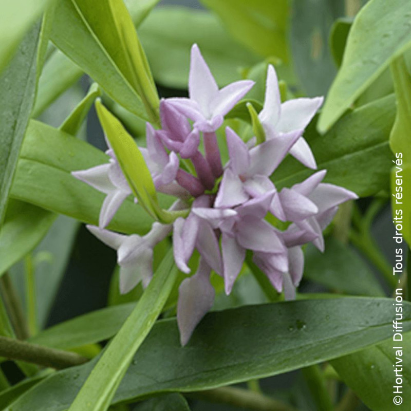 Daphne Spring Beauty® - SILENCE, ça pousse !, Daphné