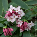 Daphne Aureomarginata - SILENCE, ça pousse !