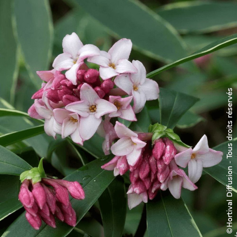 Daphne Aureomarginata - SILENCE, ça pousse !, Daphné panaché