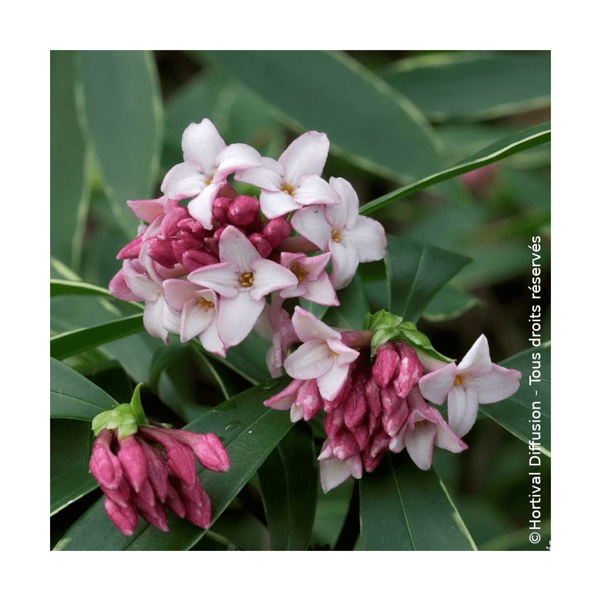Daphne Aureomarginata - SILENCE, ça pousse !, Daphné panaché