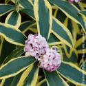 Daphne Marianni® 'Rogbret' - SILENCE, ça pousse !