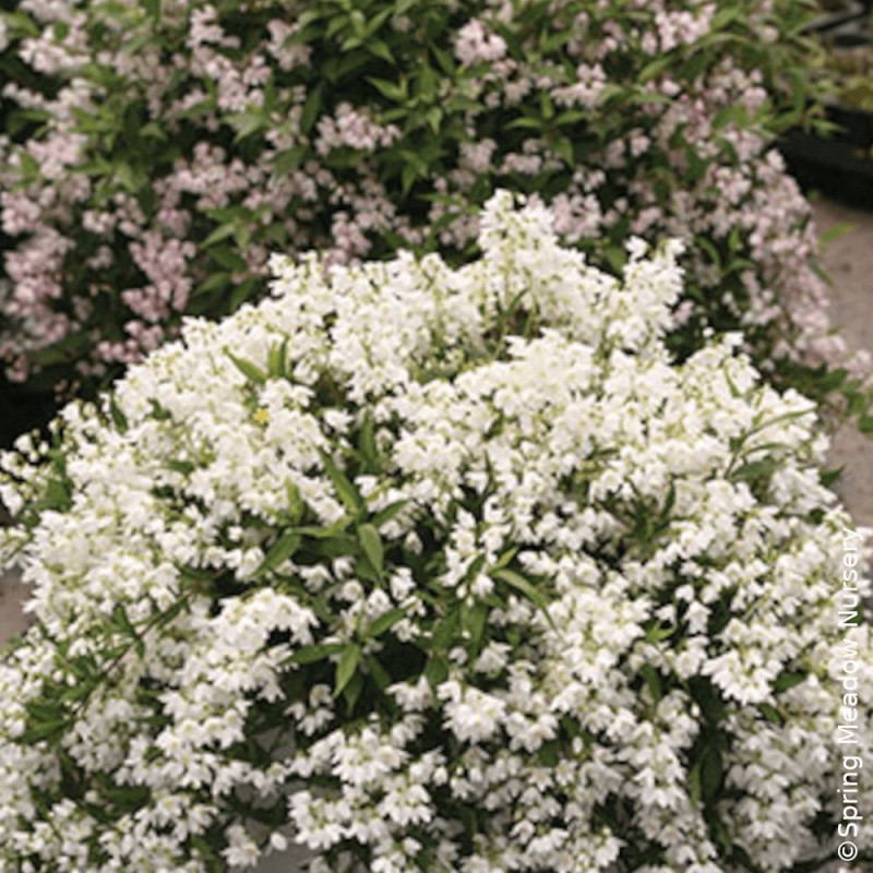 Deutzie nain Yuki Snowflake® 'NCDX1' - SILENCE, ça pousse !, Deutzia