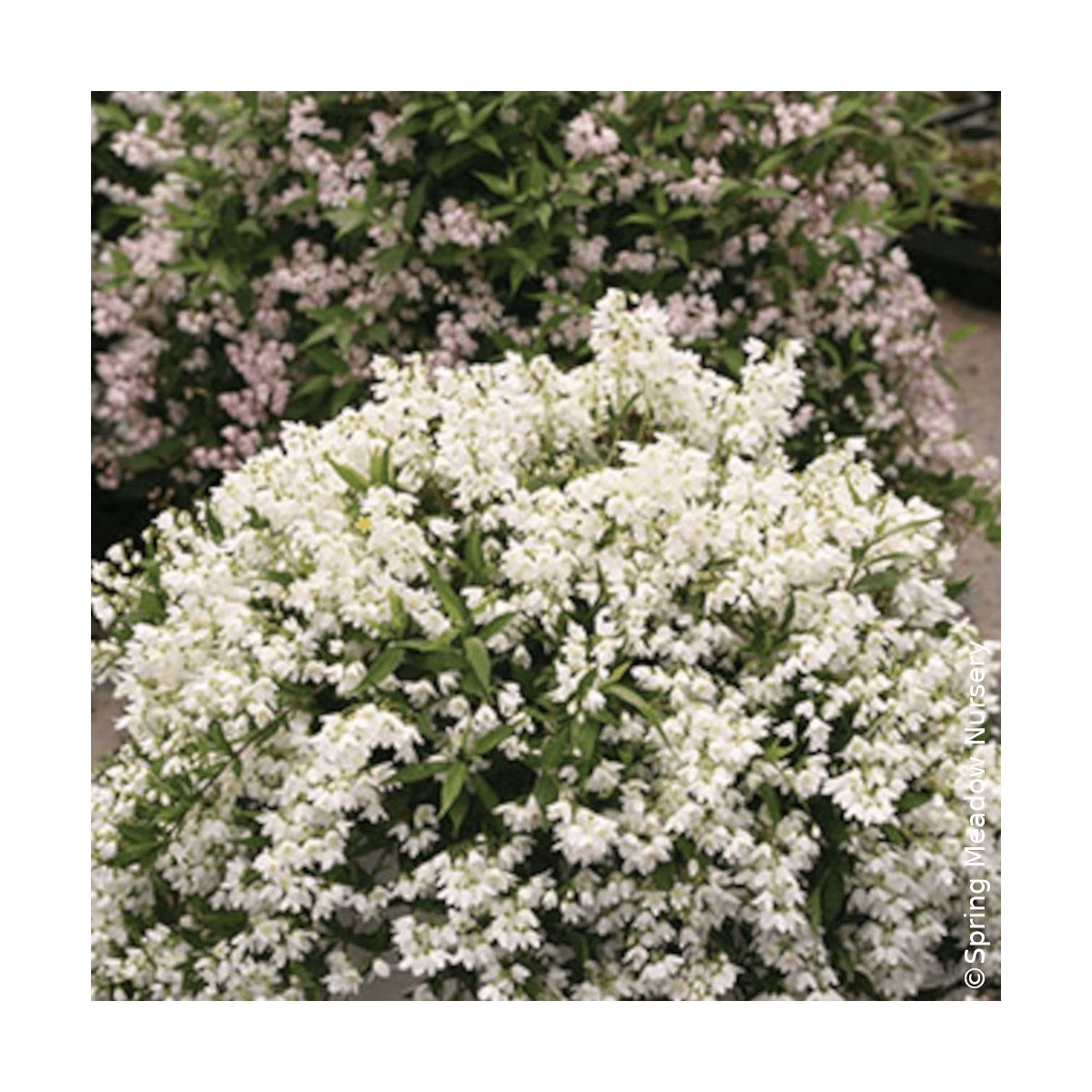 Deutzie nain Yuki Snowflake® 'NCDX1' - SILENCE, ça pousse !, Deutzia