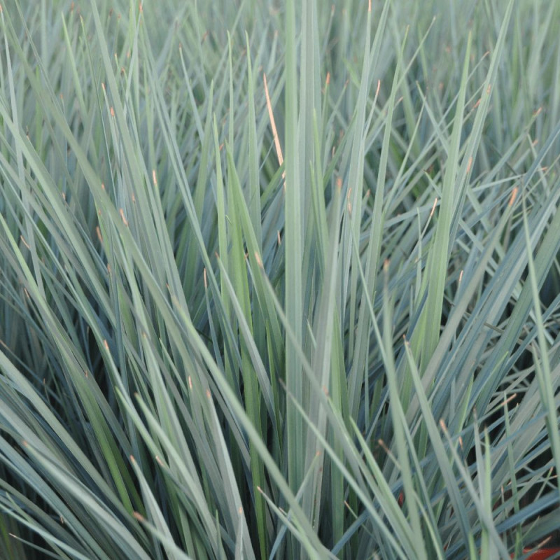 Dianella	Coolvista® - SILENCE, ça pousse !