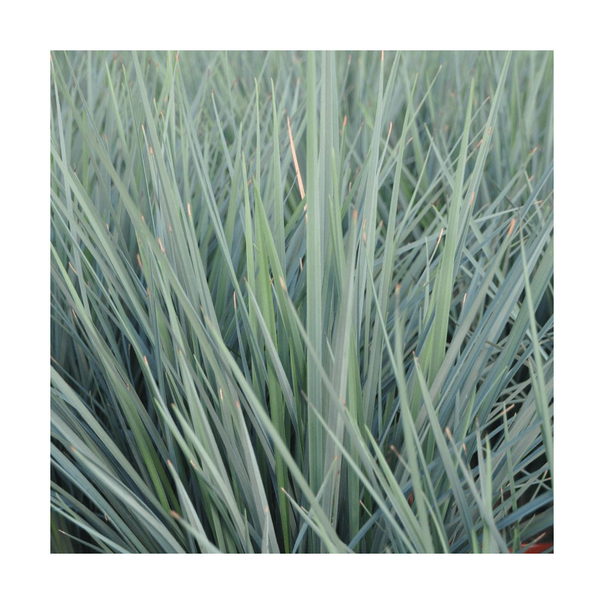 Dianella	Coolvista® - SILENCE, ça pousse !