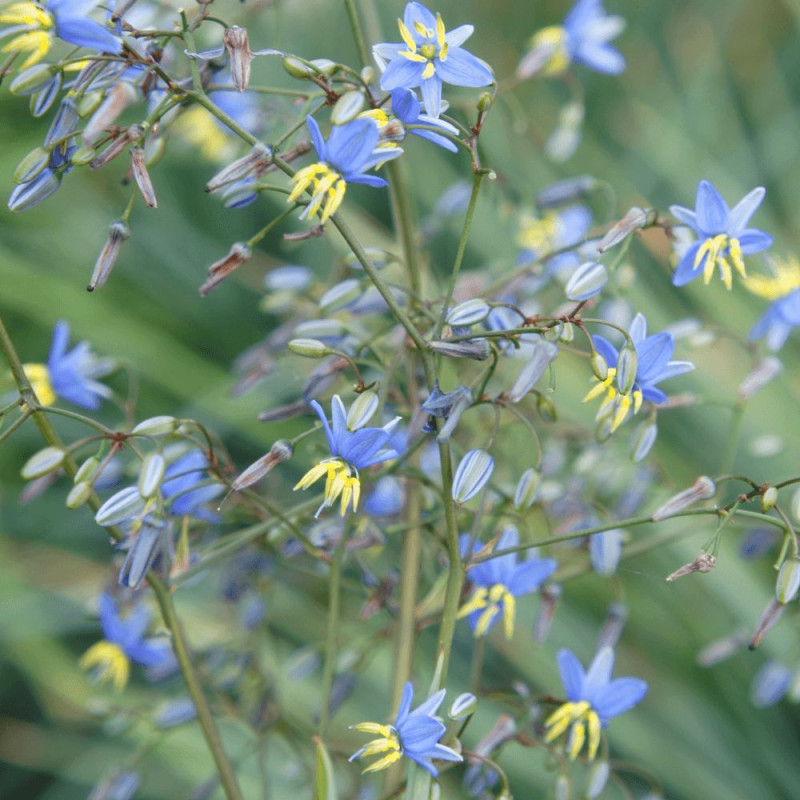 Dianella	Coolvista® - SILENCE, ça pousse !