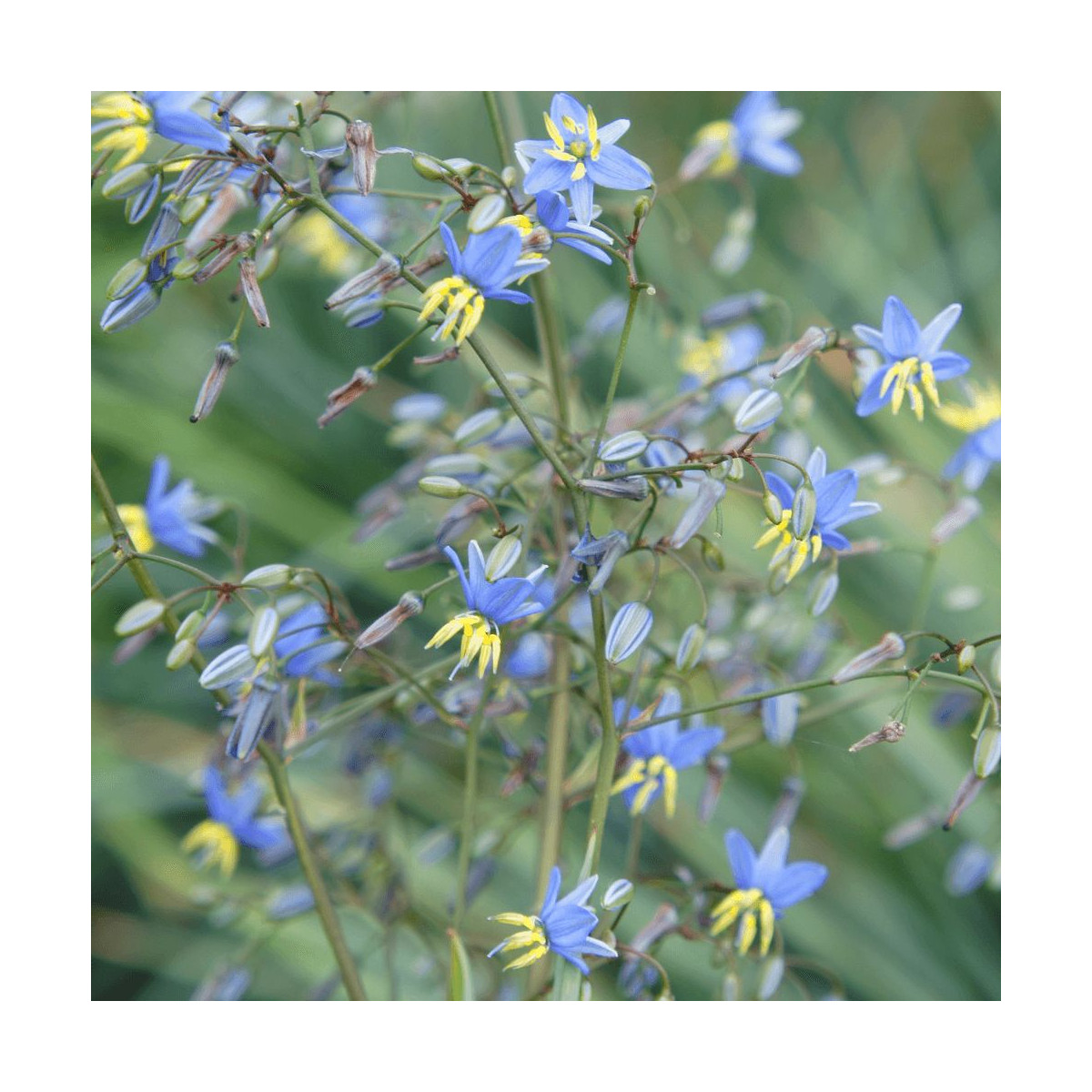 Dianella	Coolvista® - SILENCE, ça pousse !