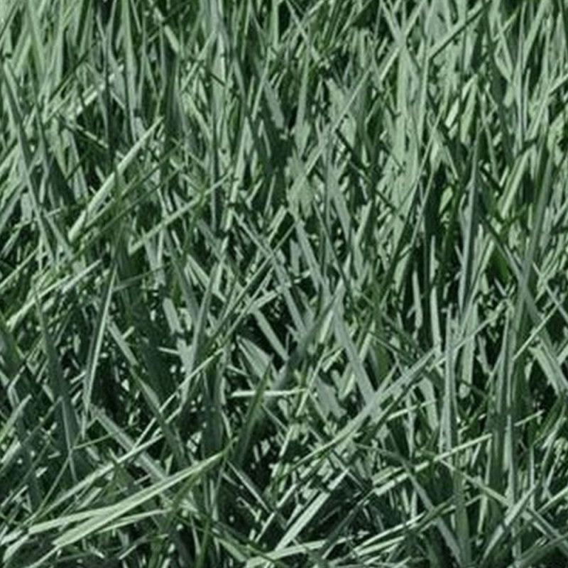 Dianella	Cassa Blue® - SILENCE, ça pousse !