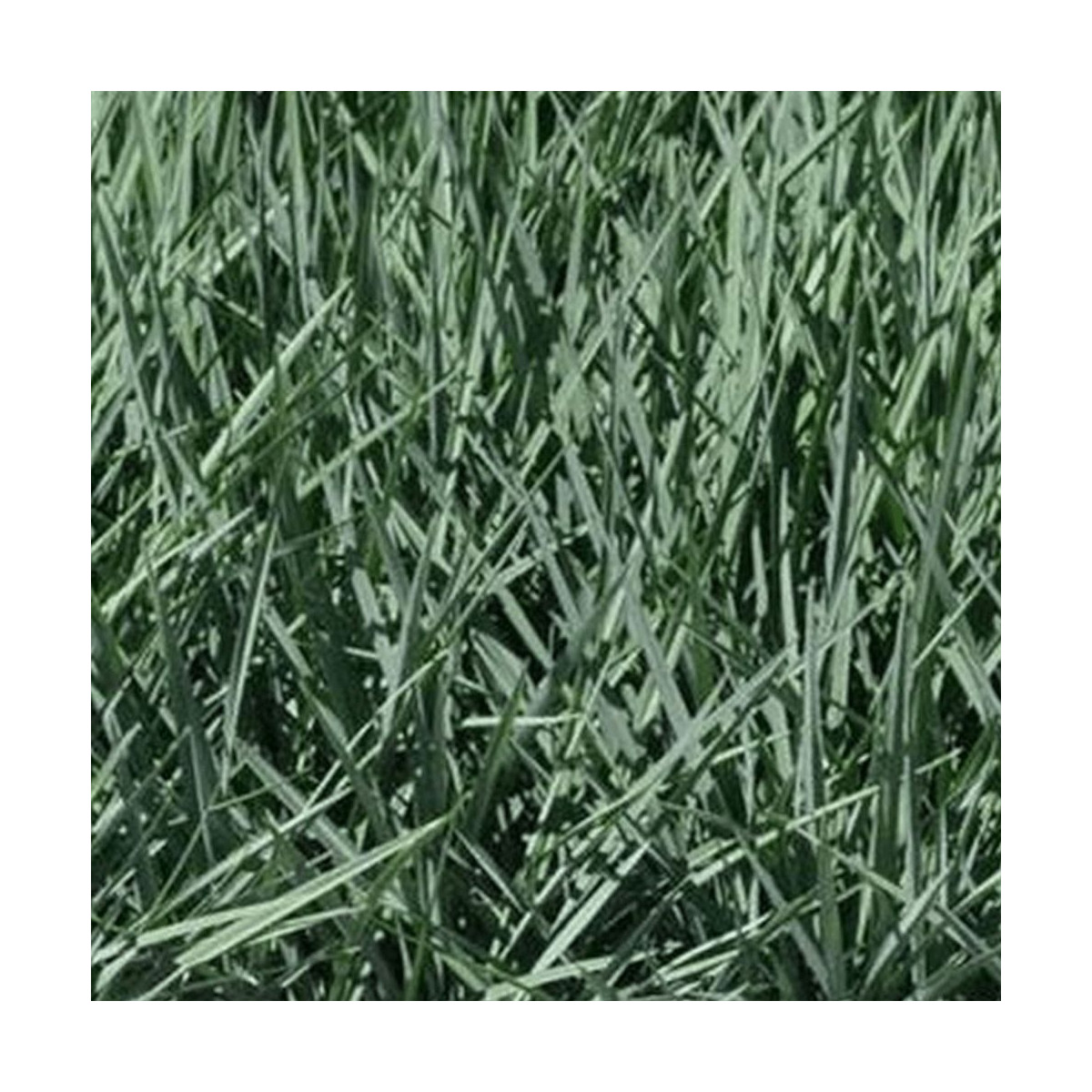 Dianella	Cassa Blue® - SILENCE, ça pousse !