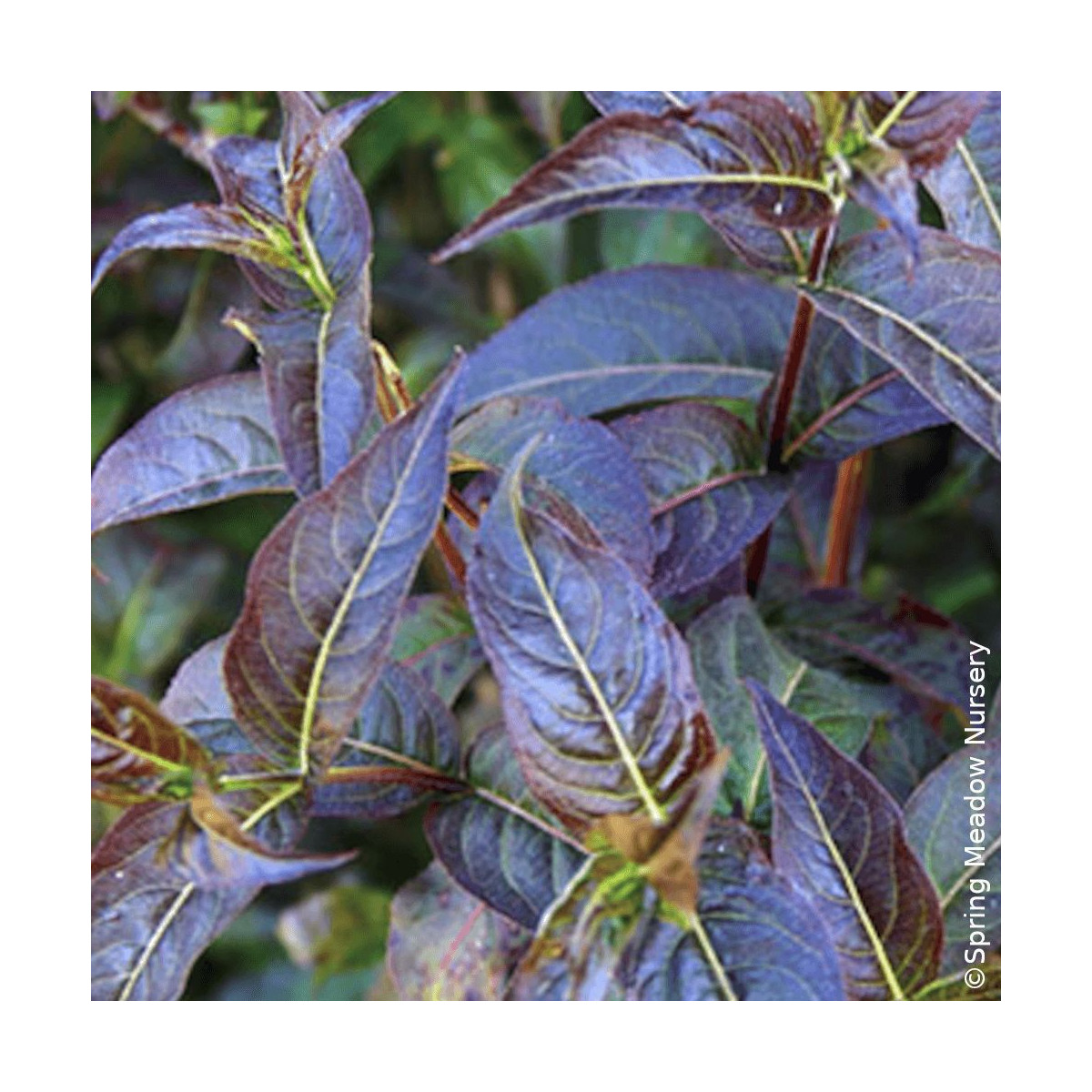 Diervilla Kodiak® Black - SILENCE, ça pousse !, Diervillé Diervilla Kodiak® Black - SILENCE, ça pousse !, Diervillé