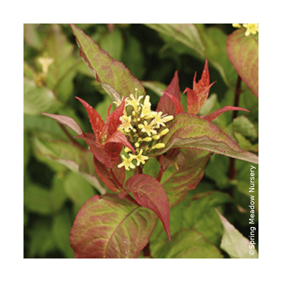 Diervilla Kodiak® Orange - SILENCE, ça pousse !, Diervillé
