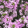 Diosma Pink Fountain - SILENCE, ça pousse !
