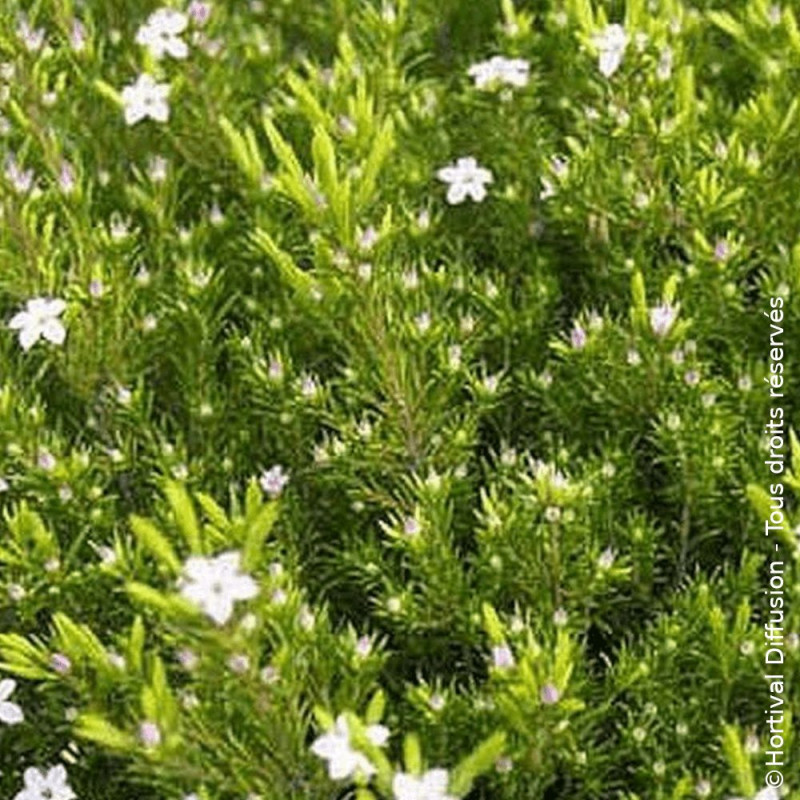 Diosma Sunset Gold - SILENCE, ça pousse !