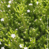 Diosma Sunset Gold - SILENCE, ça pousse !