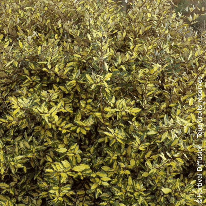 Elaeagnus piquant Maculata - SILENCE, ça pousse !, Chalef