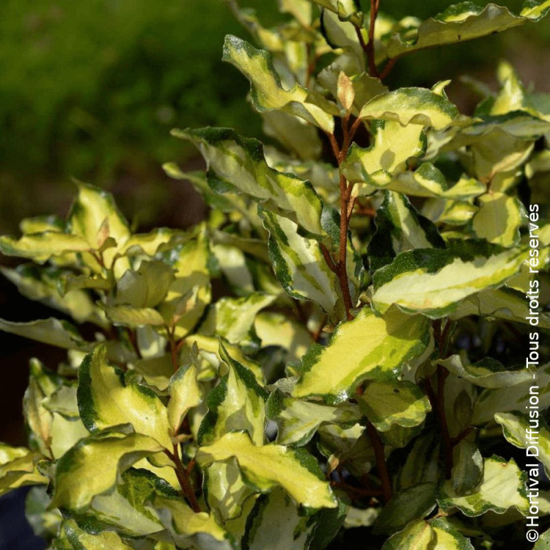 Elaeagnus panaché Maryline® - SILENCE, ça pousse !, Chalef
