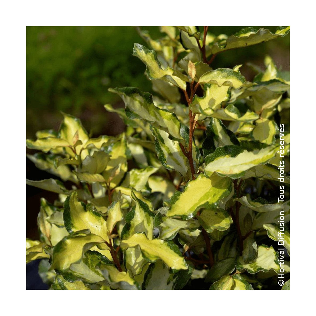 Elaeagnus panaché Maryline® - SILENCE, ça pousse !, Chalef