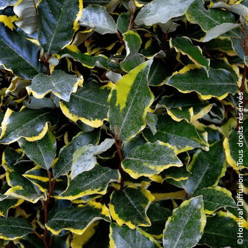 Elaeagnus panaché Viveleg® - SILENCE, ça pousse !, Chalef
