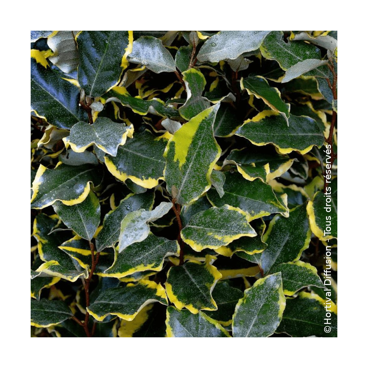 Elaeagnus panaché Viveleg® - SILENCE, ça pousse !, Chalef