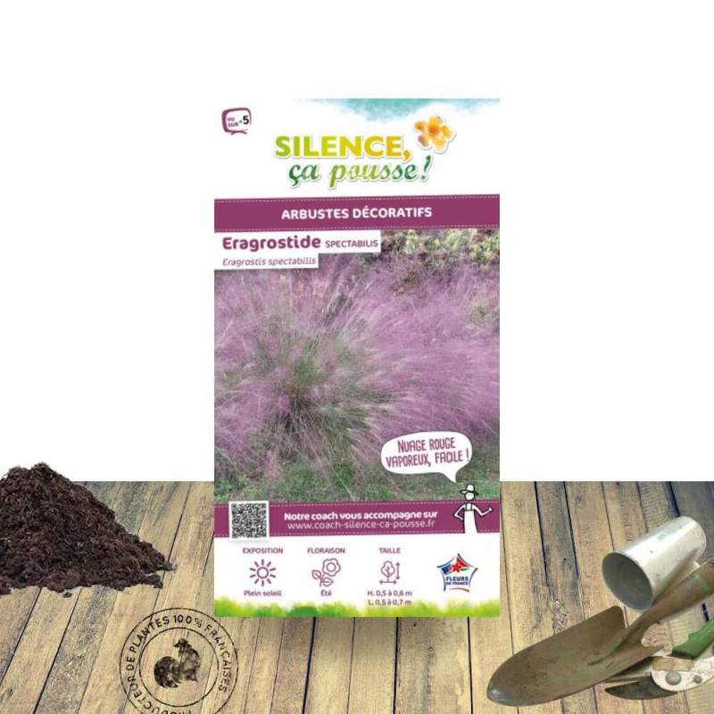 Eragrostis spectabilis - SILENCE, ça pousse !