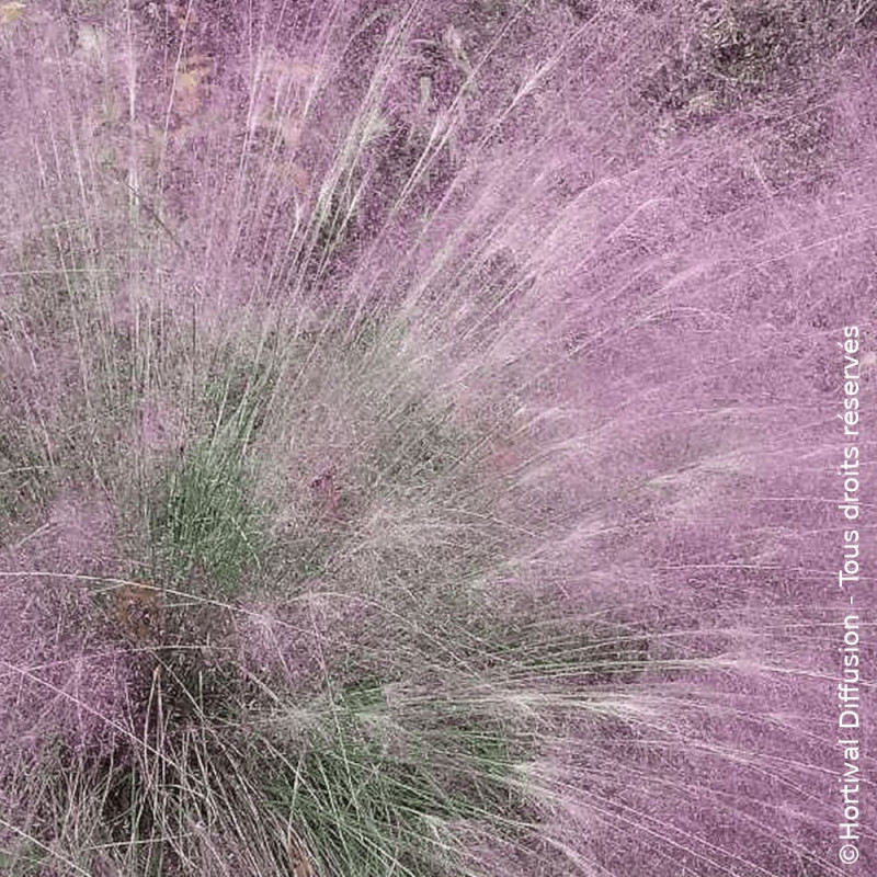 Eragrostis spectabilis - SILENCE, ça pousse !