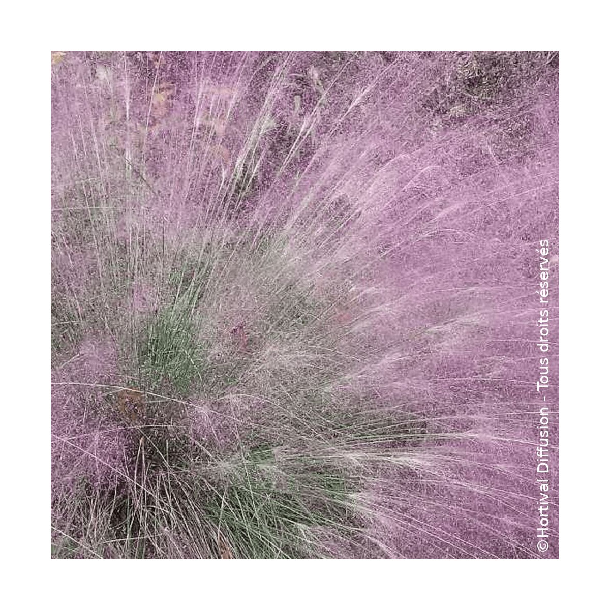 Eragrostis spectabilis - SILENCE, ça pousse !