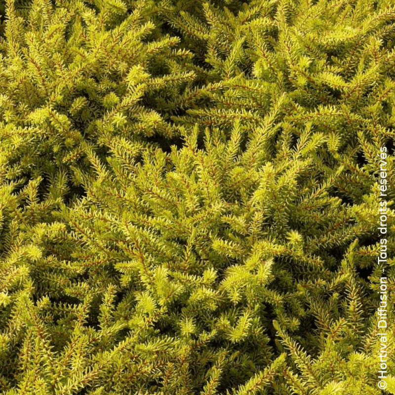 Bruyère d'hiver Eva Gold - SILENCE, ça pousse !