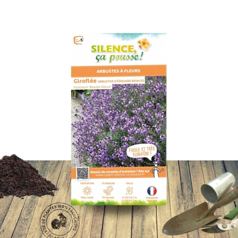 Giroflée vivace Bowles Mauve - SILENCE, ça pousse !