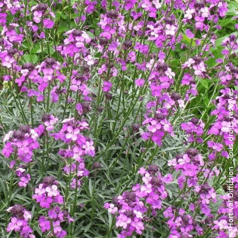Giroflée vivace Bowles Mauve - SILENCE, ça pousse !