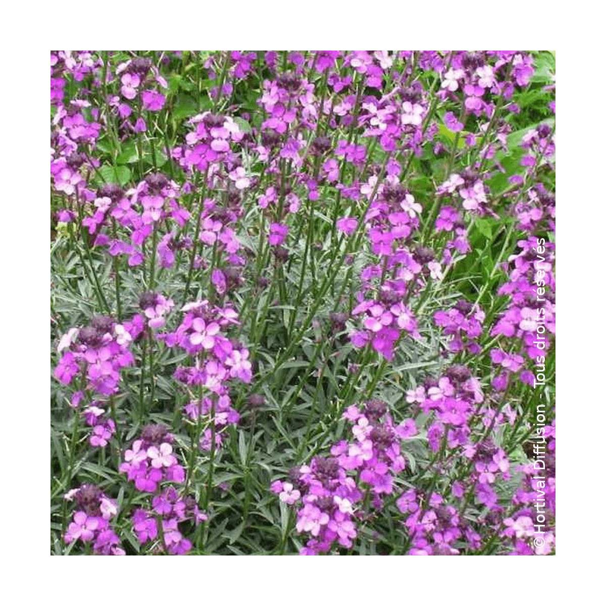 Giroflée arbustive Bowles Mauve - SILENCE, ça pousse !