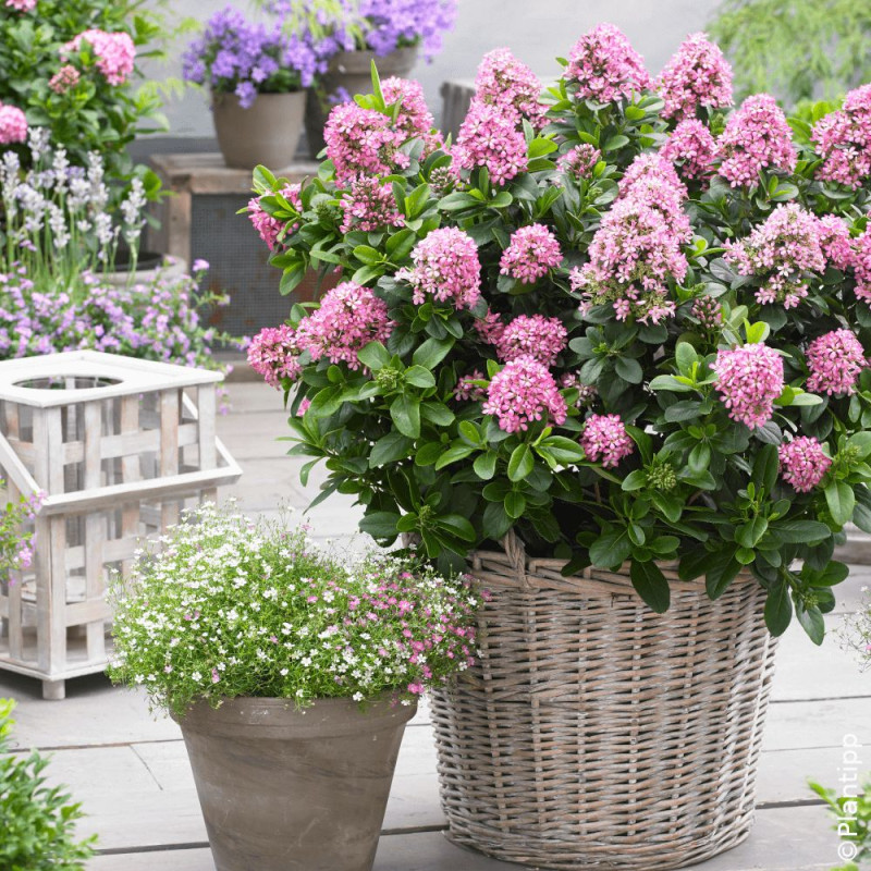Escallonia Pink Elle® - SILENCE, ça pousse !