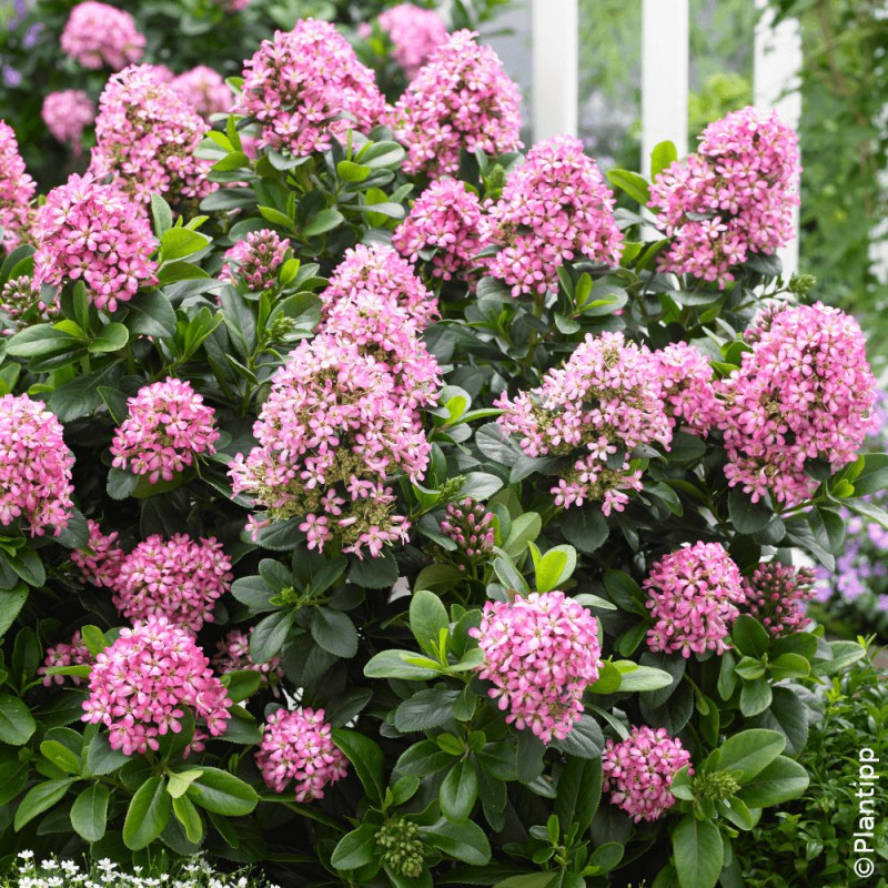 Escallonia Pink Elle® - SILENCE, ça pousse !
