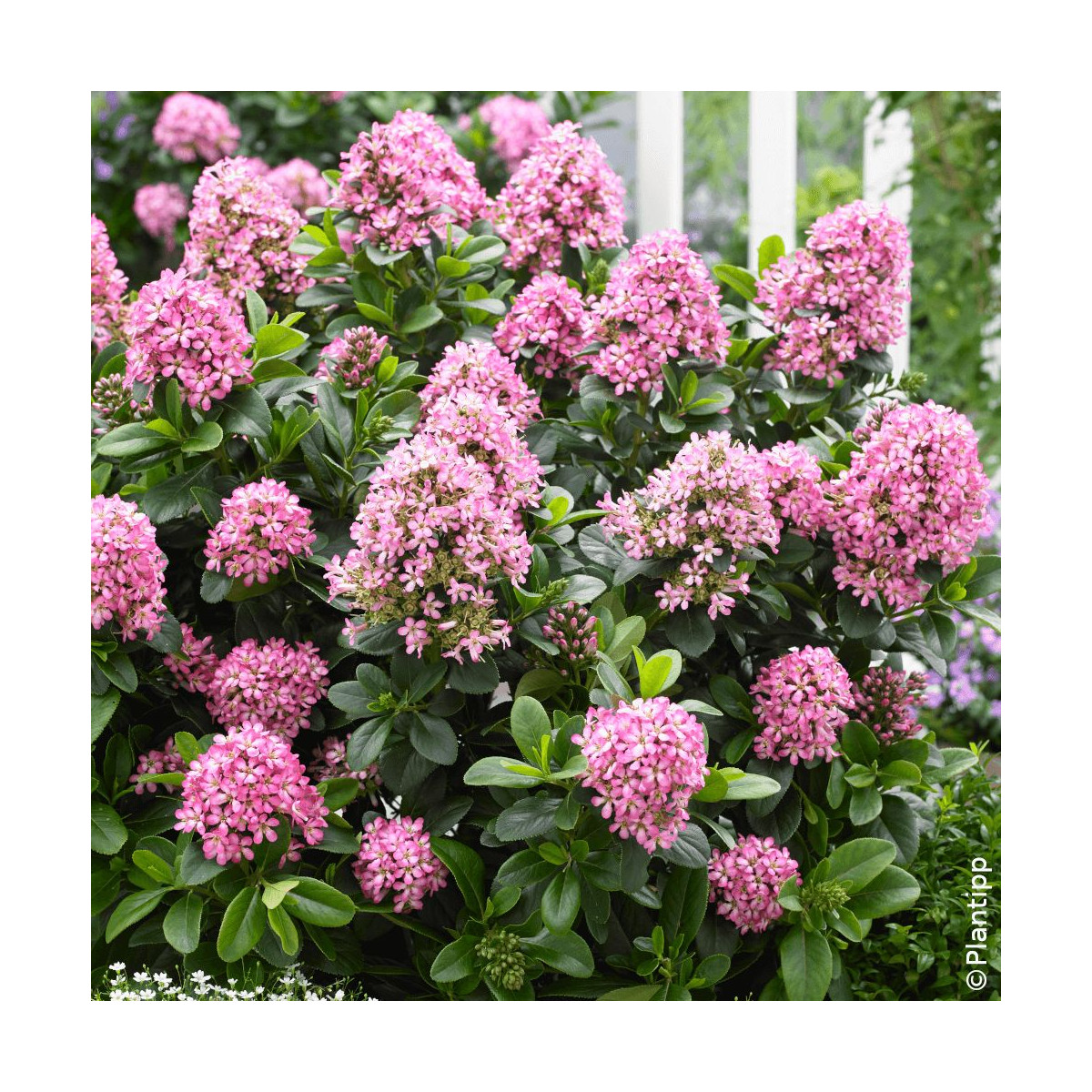 Escallonia Pink Elle® - SILENCE, ça pousse !