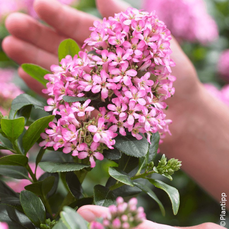 Escallonia Pink Elle® - SILENCE, ça pousse !