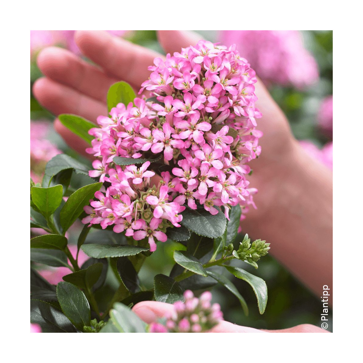 Escallonia Pink Elle® - SILENCE, ça pousse !