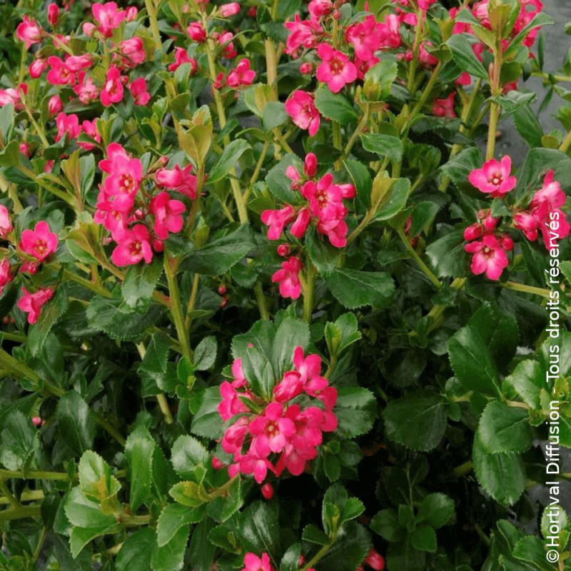 Escallonia Pride of Donard - SILENCE, ça pousse !