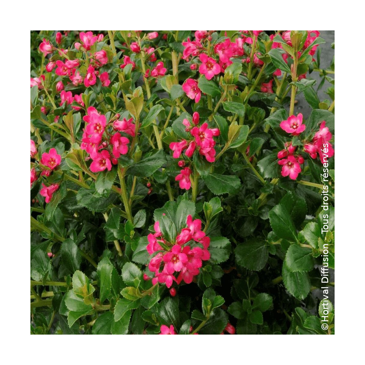 Escallonia Pride of Donard - SILENCE, ça pousse !