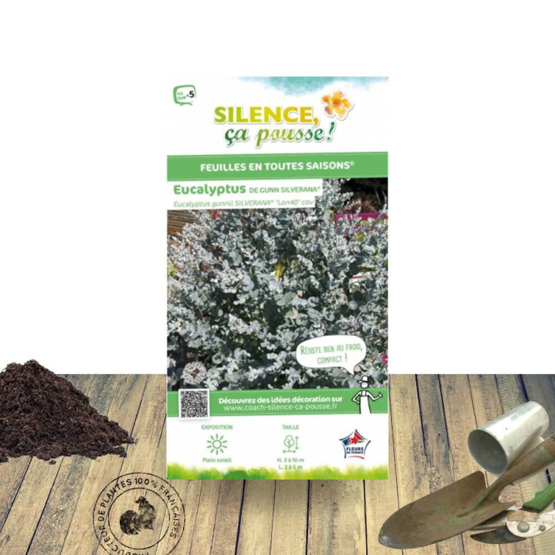 Eucalyptus Silverana® - SILENCE, ça pousse !, Gommier cidre