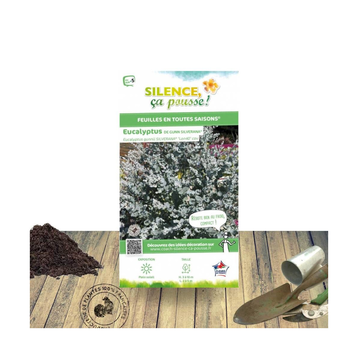 Eucalyptus Silverana® - SILENCE, ça pousse !, Gommier cidre
