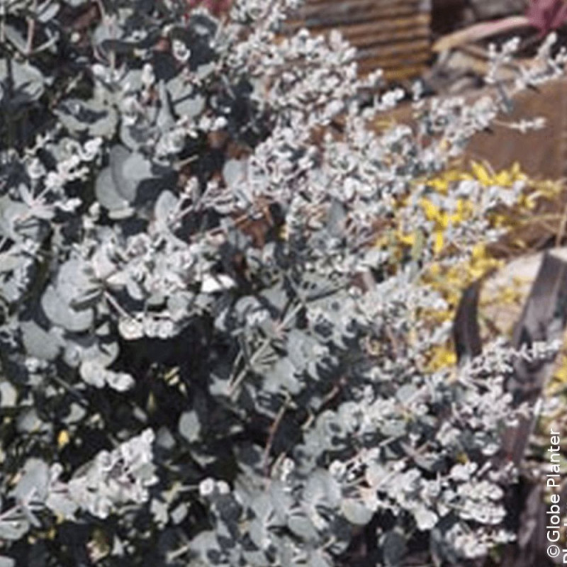 Eucalyptus Silverana® - SILENCE, ça pousse !, Gommier cidre