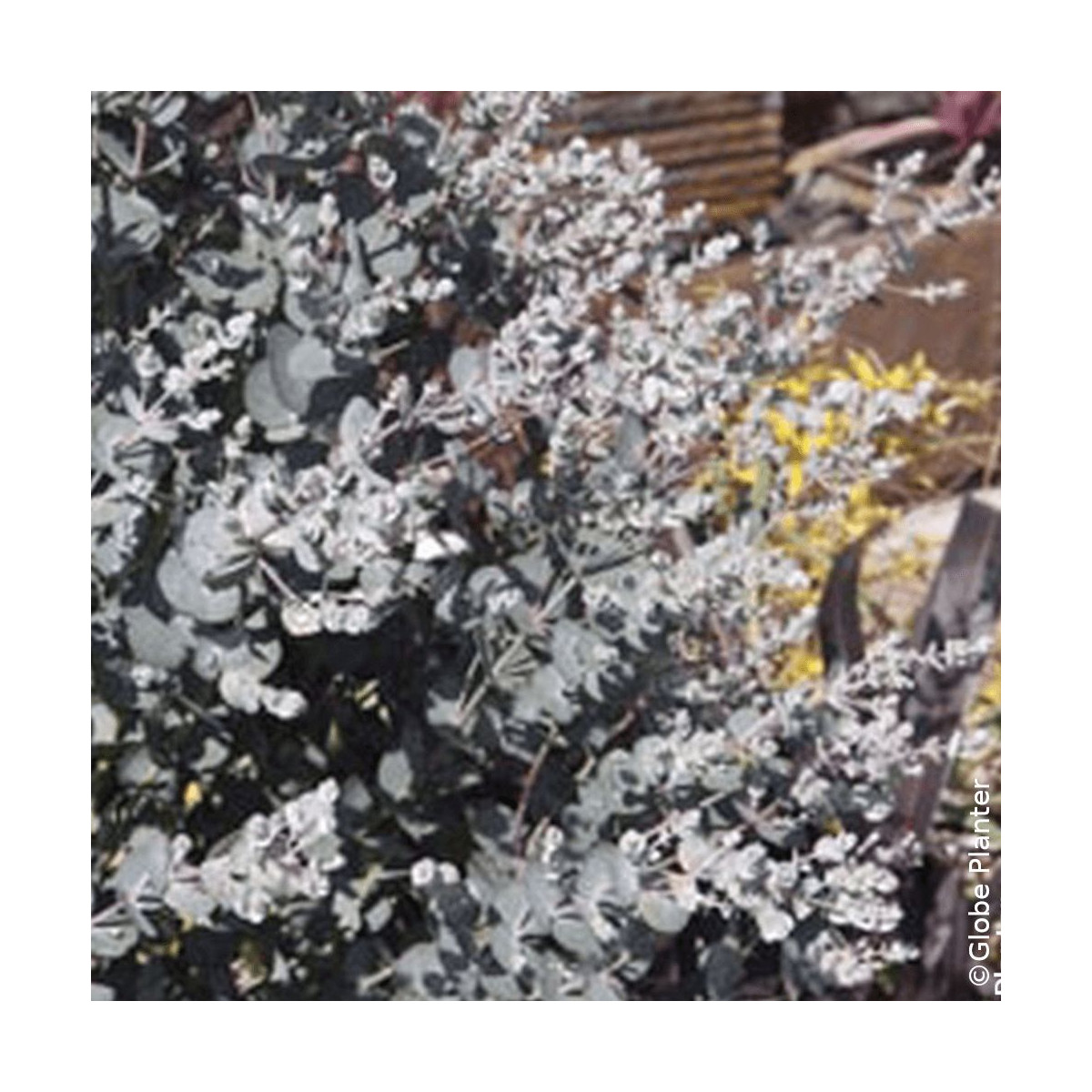 Eucalyptus Silverana® - SILENCE, ça pousse !, Gommier cidre