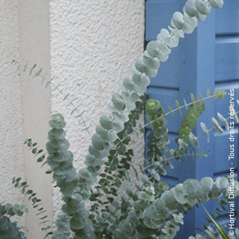 Eucalyptus Baby Blue - SILENCE, ça pousse !, Gommier argenté