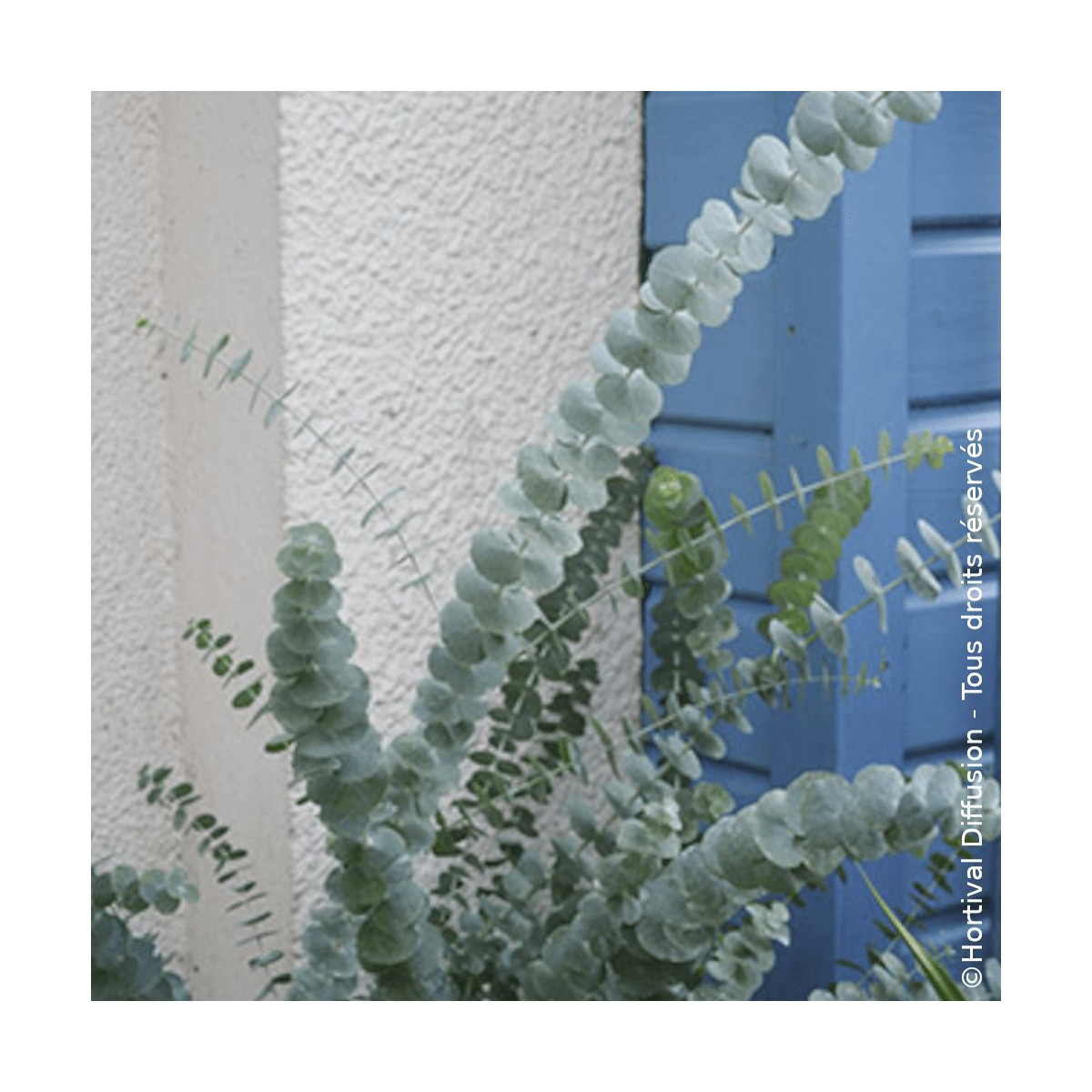 Eucalyptus Baby Blue - SILENCE, ça pousse !, Gommier argenté