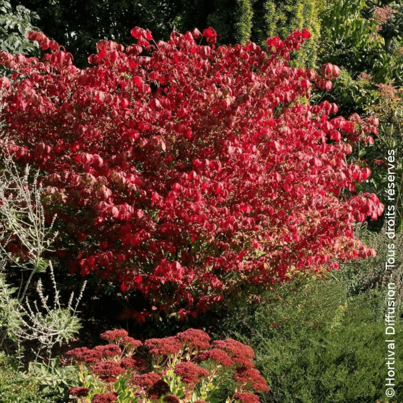 Fusain ailé nain - SILENCE, ça pousse !, Euonymus