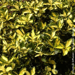 Fusain persistant Blondy® - SILENCE, ça pousse !, Euonymus