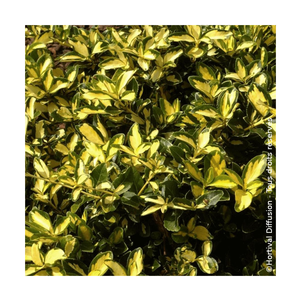 Fusain persistant Blondy® - SILENCE, ça pousse !, Euonymus